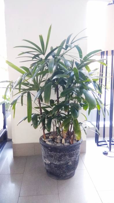 Rhapis Excelsa