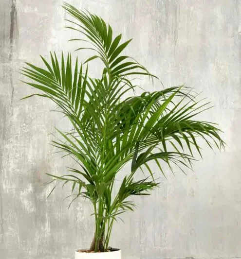 Needle Palm