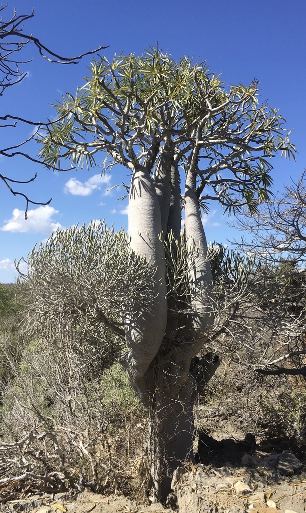 Pachypodium Geayei