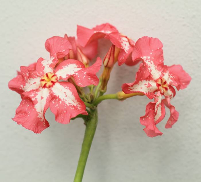 Pachypodium Baronii
