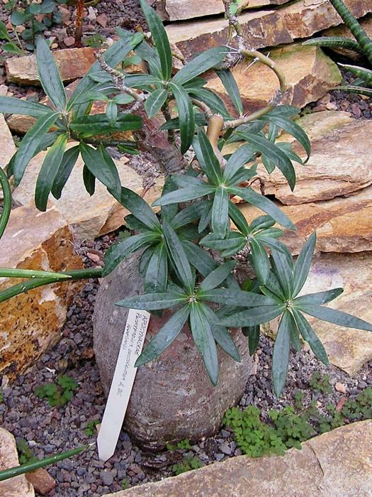 Pachypodium Succulentum