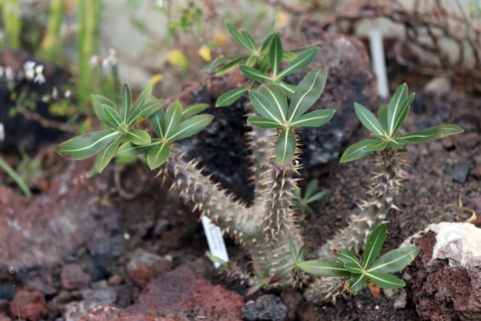 Pachypodium Horombense