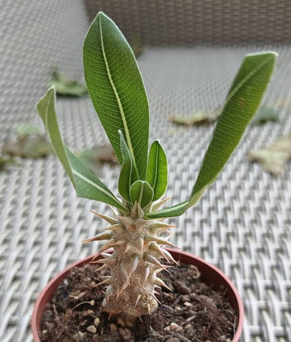 Pachypodium Densiflorum