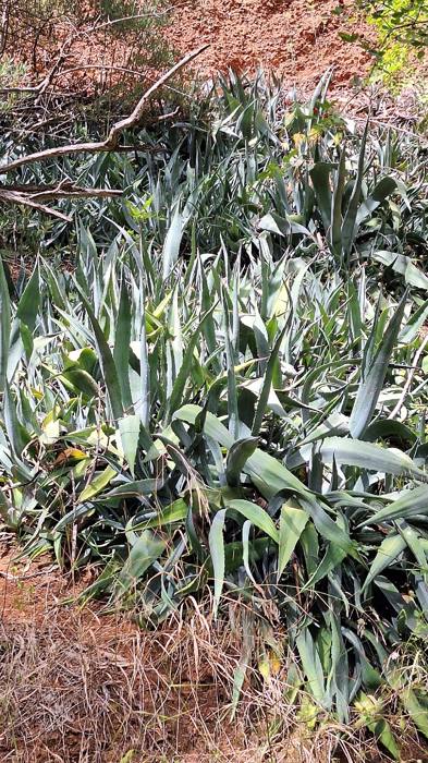 Agave Americana