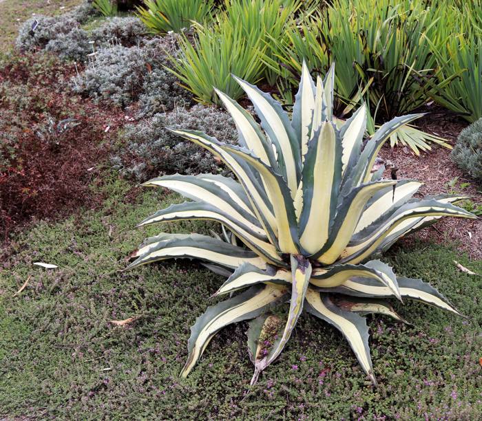 Agave Americana Alba