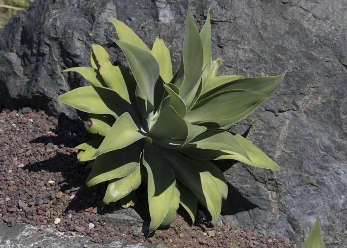 Agave Attenuata