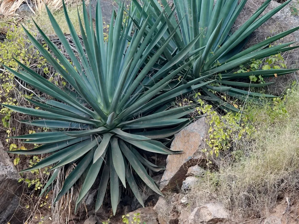 Agave Sisalana