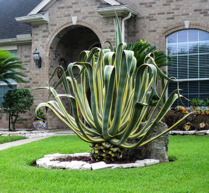 Agave Americana Variegated