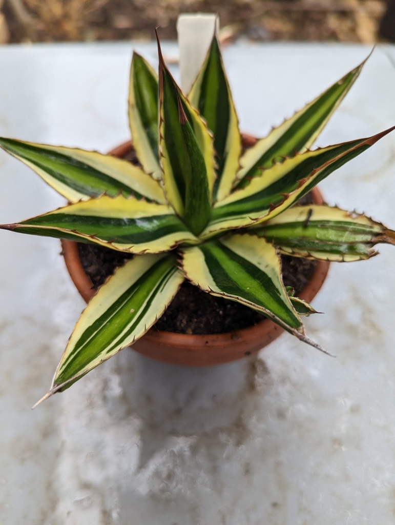 Agave Quadricolor