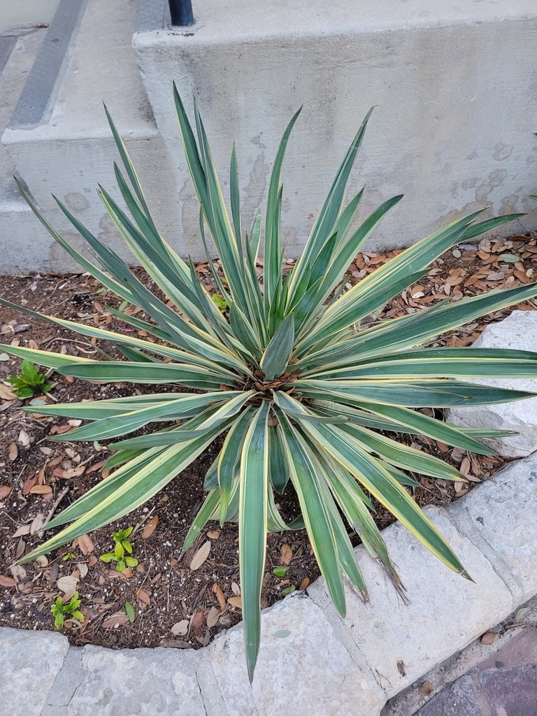 Agave Lopantha