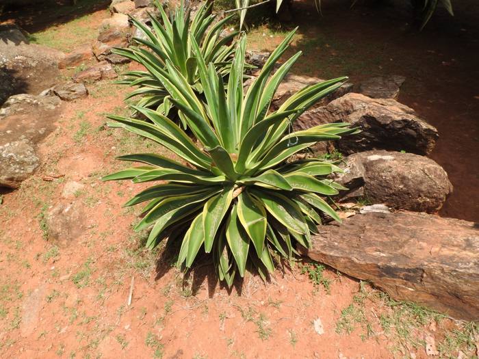 Agave Desmattiana