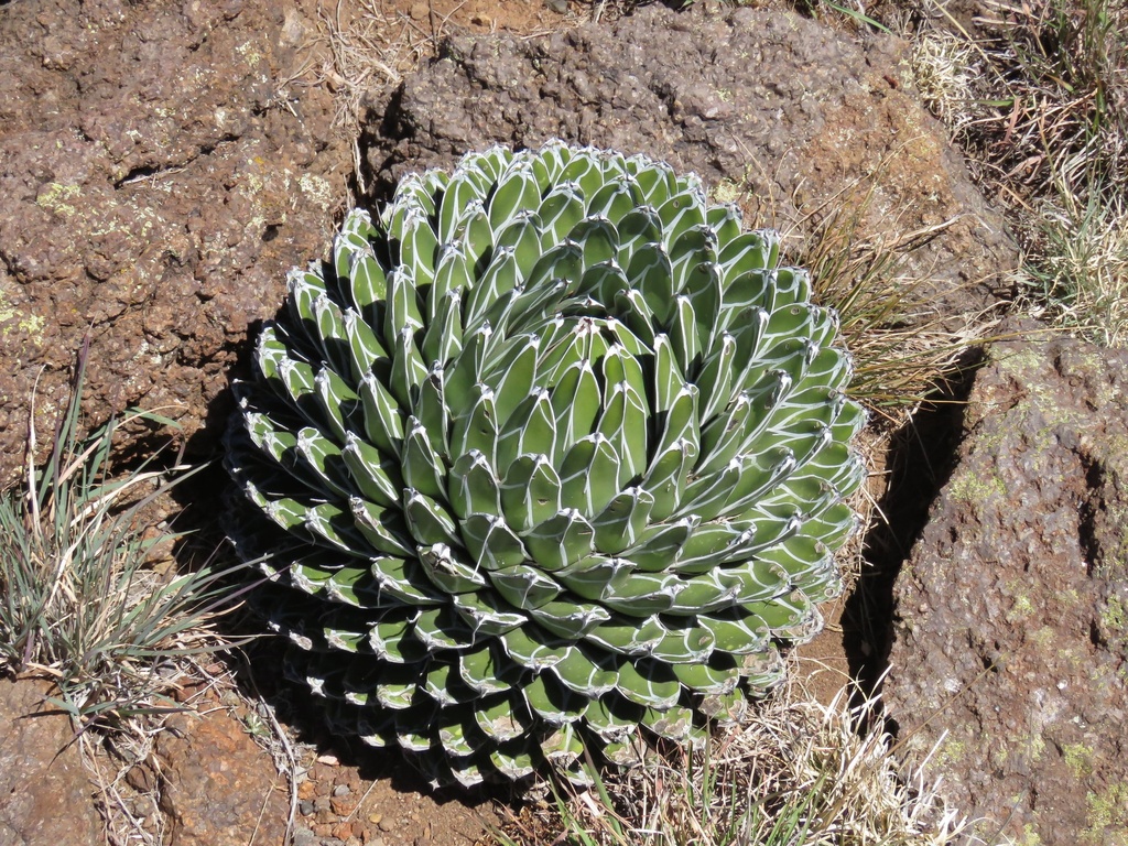 Agave Victoria-reginae Variegated