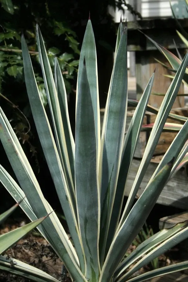 Agave Sisalana Marginta