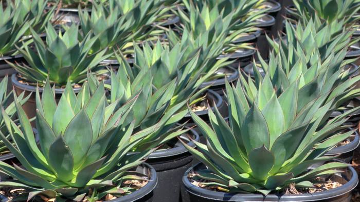 Agave Blue Glow