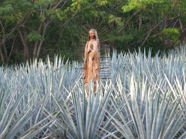 Agave Tequilana Blue Agave