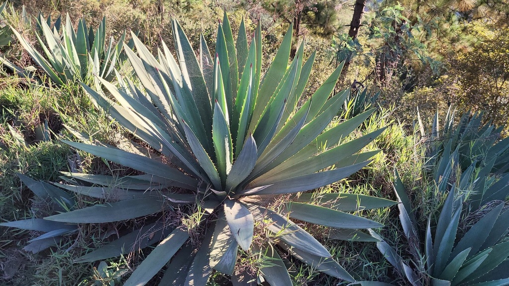 Agave Augustifolia
