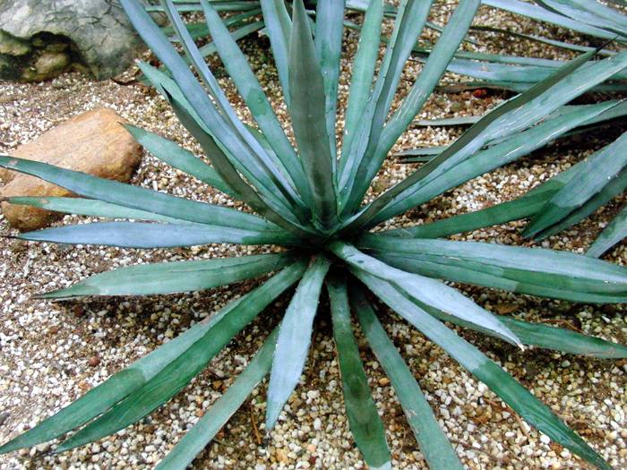 Agave Striata
