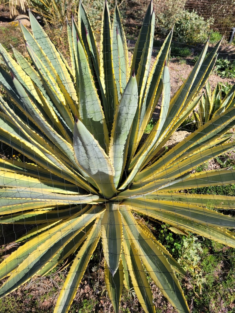 Agave Macroacantha Variegated