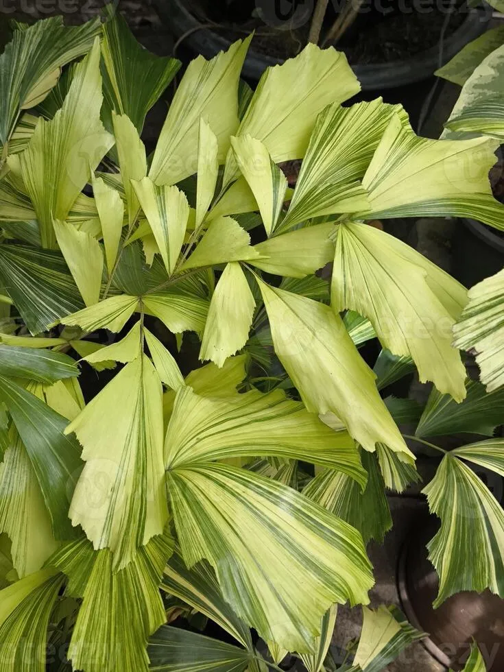 Fishtail Palm