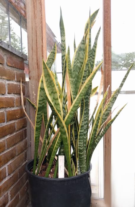 Sansevieria Trifasciata
