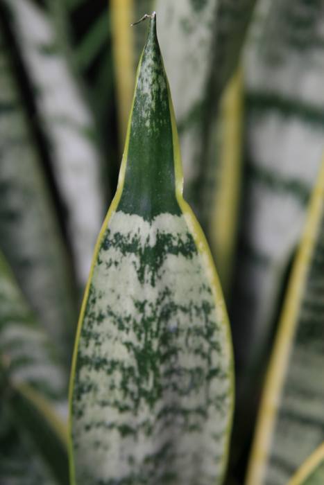 Sansevieria Trifasciata Laurentii