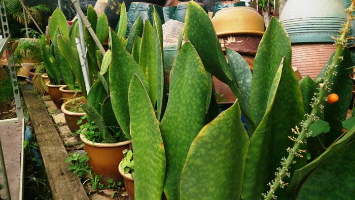 Sansevieria Masoniana