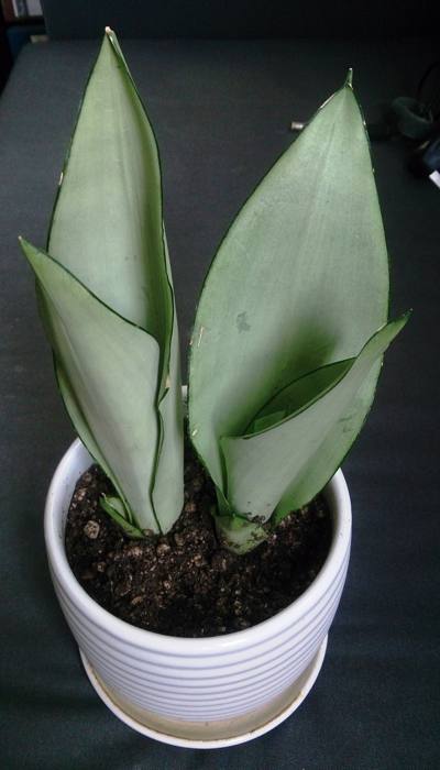 Sansevieria Moonshine