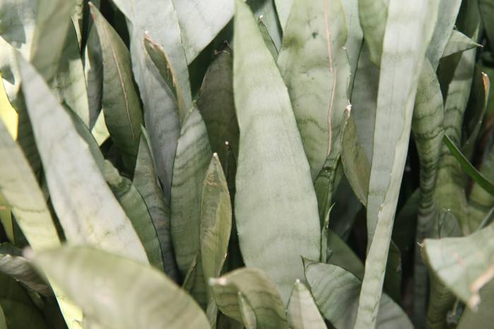 Sansevieria Silver Queen