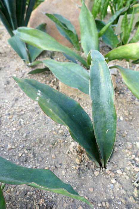 Sansevieria Kirkii