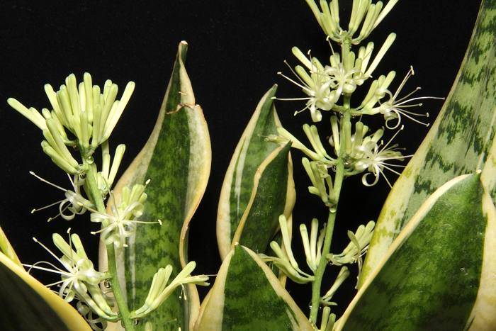 Sansevieria Hahnii Golden