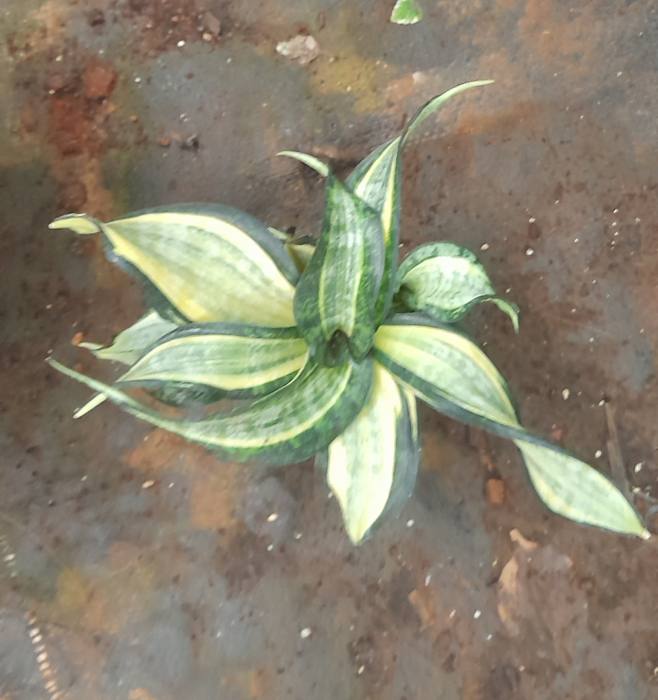 Sansevieria Trifasciata Twisted Sister