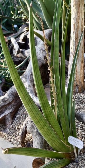 Sansevieria Pearsonii