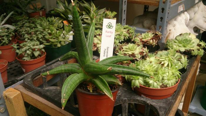 Sansevieria Patens