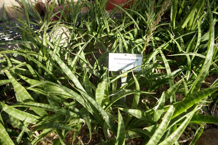 Sansevieria Parva