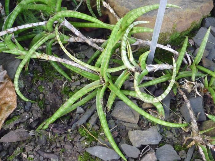 Sansevieria Ballyi