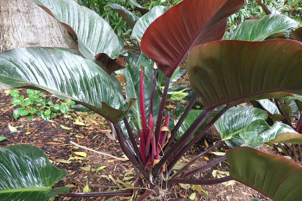Rojo Congo