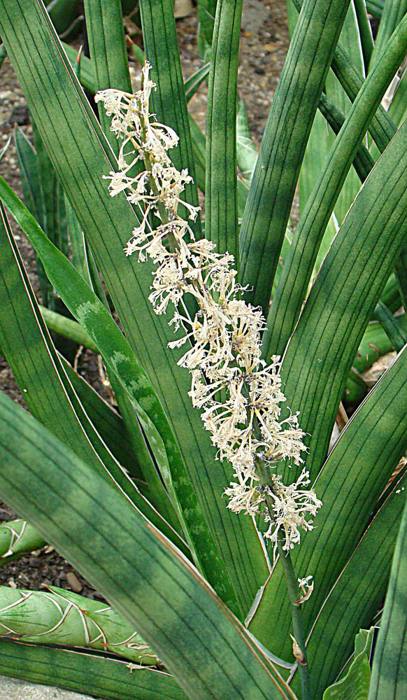Sansevieria Suffruticosa