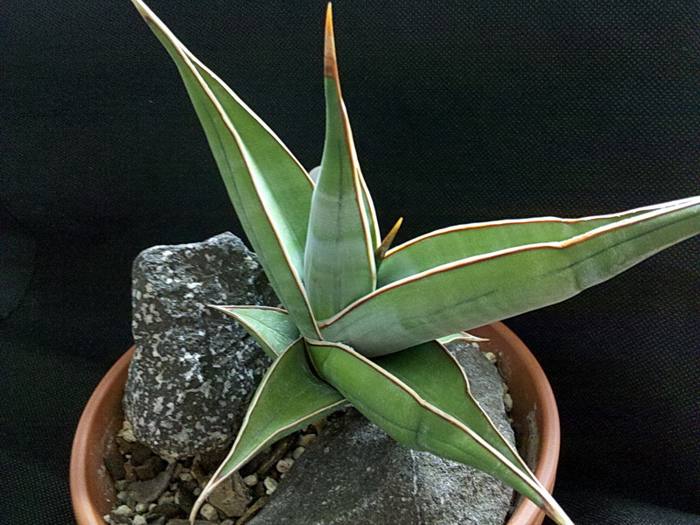 Sansevieria Pinguicula