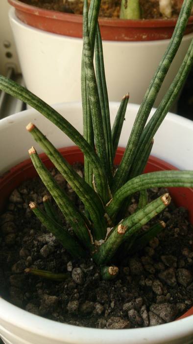 Sansevieria Francisii