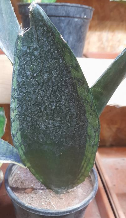 Sansevieria Whitney