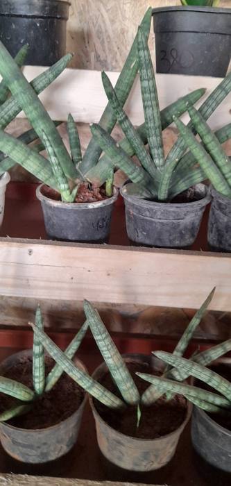 Sansevieria Boncel