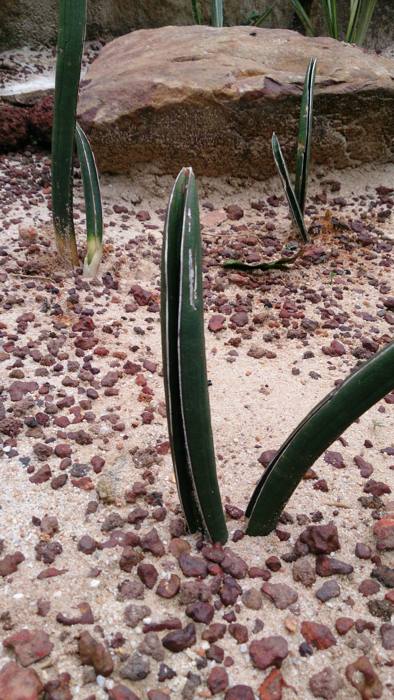 Sansevieria Baseball Bat