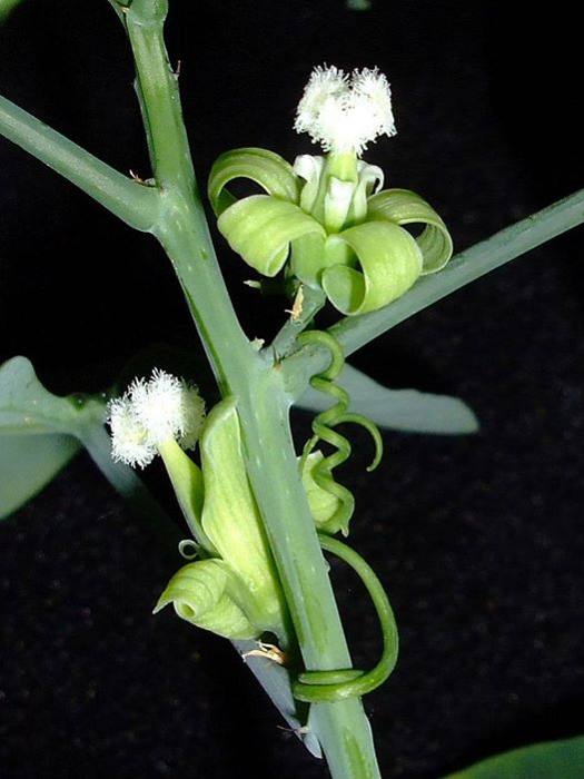 Adenia Monadelpha