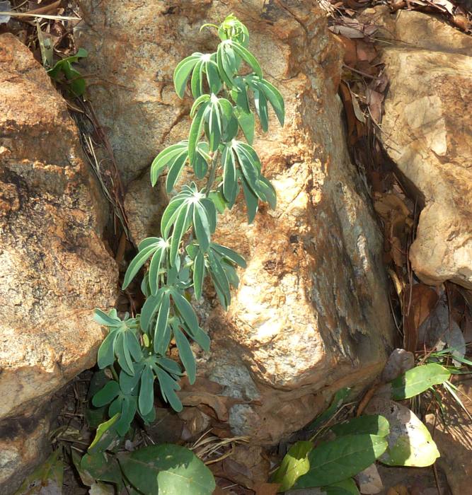 Adenia Glauca