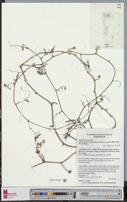 Adenia Stylosa