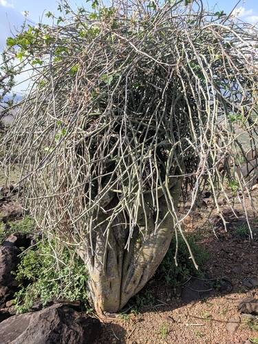 Adenia Venenata