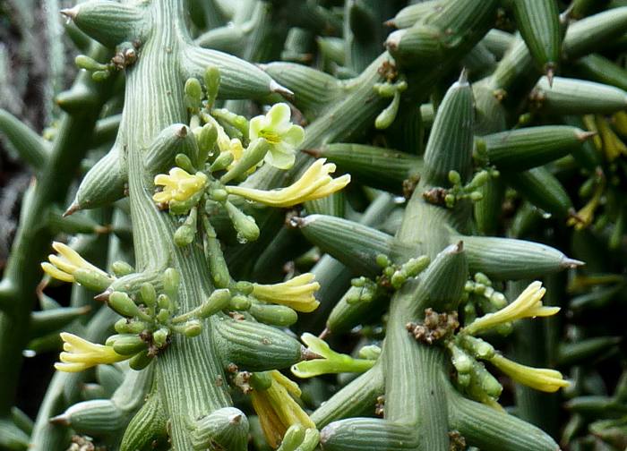 Adenia Globosa