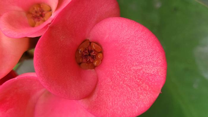 Euphorbia Milli