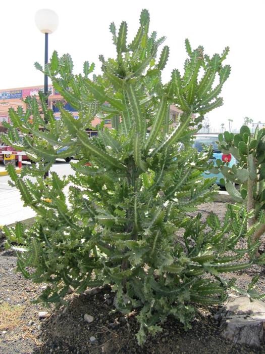 Euphorbia Lactea