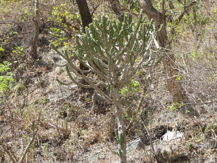 Euphorbia Royleana